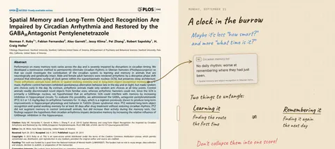 The paper open beside Gus's reading notebook. A line runs from the highlighted sentence in the paper's abstract to the Circadian memory card on the notebook's first page, under his handwritten title “A clock in the burrow” and “Maybe it's less ‘how smart?’ and more ‘what time is it?’” Below the card: “Two things to untangle: Learning it ≠ Remembering it” and, in red, “Don't collapse them into one score!”