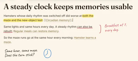 Gus's Markdown note “A steady clock keeps memories usable”, linking Circadian memory, Regular meals can restore memory and Hamster learns a maze. He has highlighted “both the maze and the new-object test”, underlined “can also be rebuilt” and written in the margin “Breakfast at 7, every day.” Below the text: “Same hour, same maze. Does the turn stick?” beside a small clock.